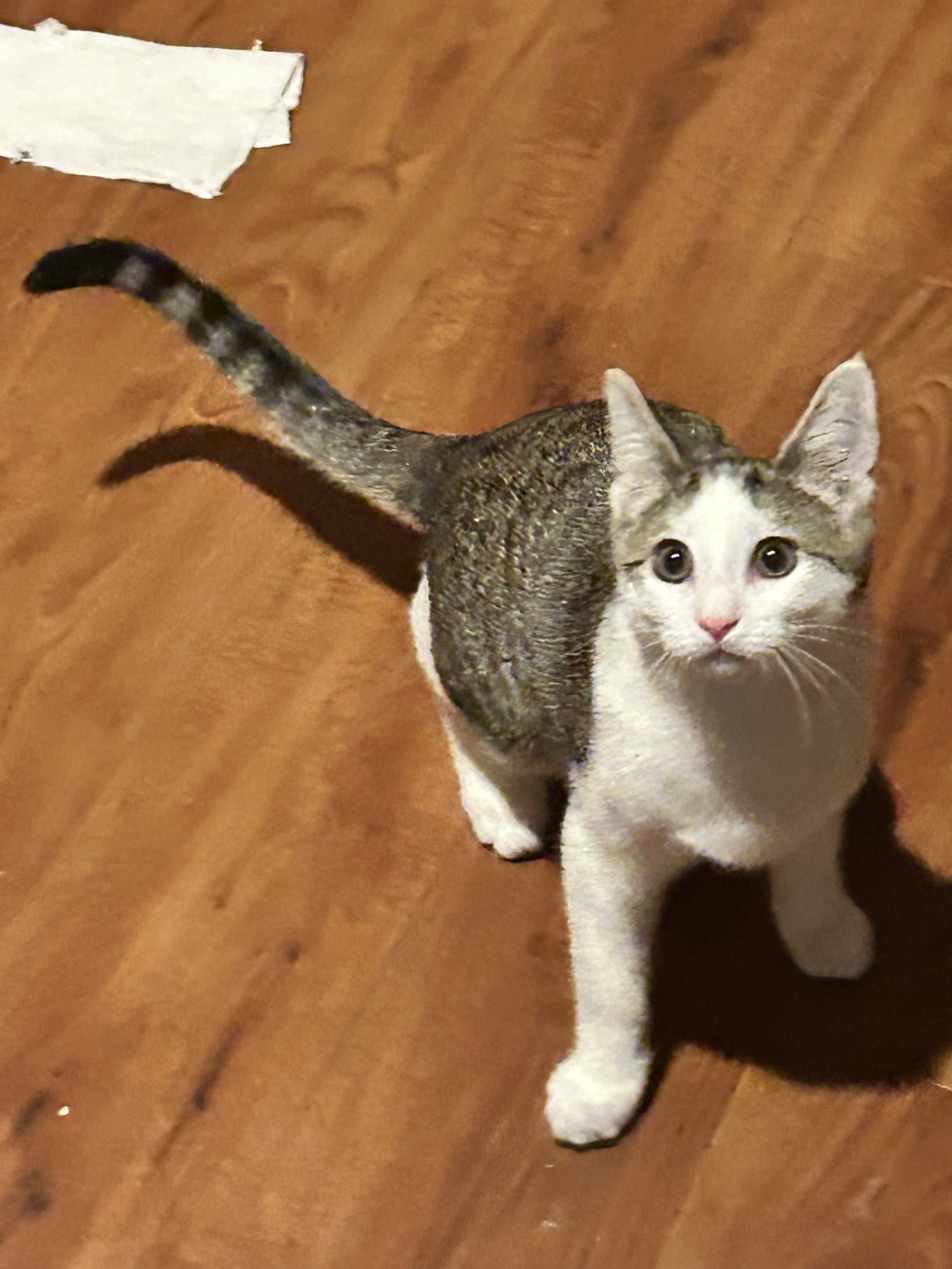 Cedar - KITTEN in foster, cat