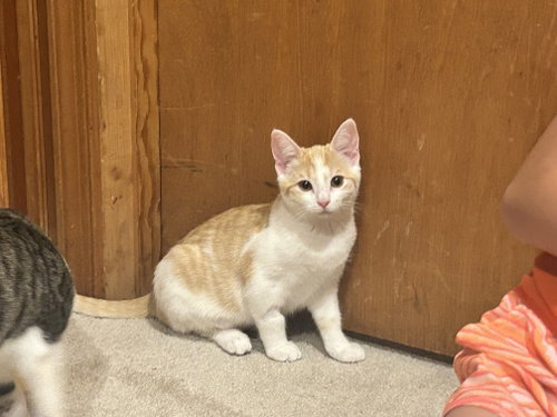 Maple - KITTEN in foster