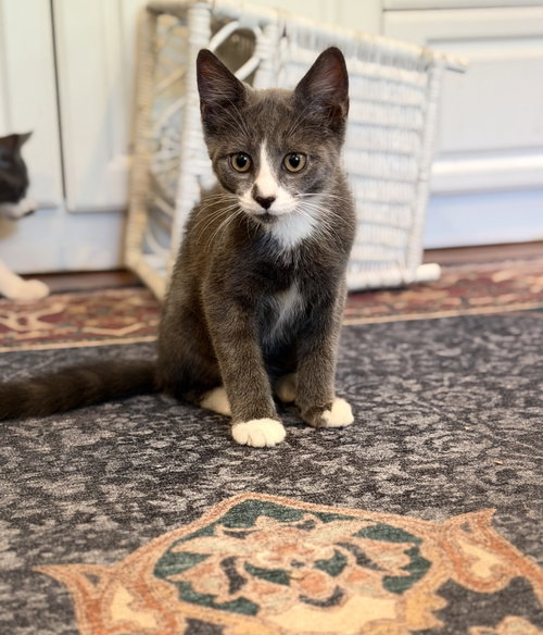Mojito - KITTEN in foster