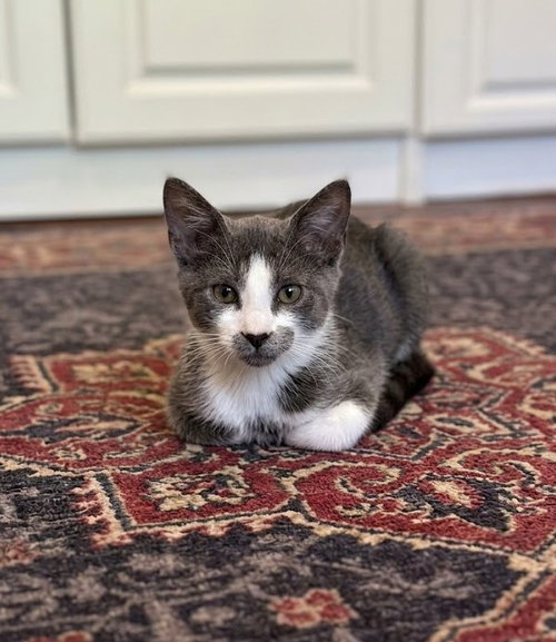 Martini - KITTEN in foster
