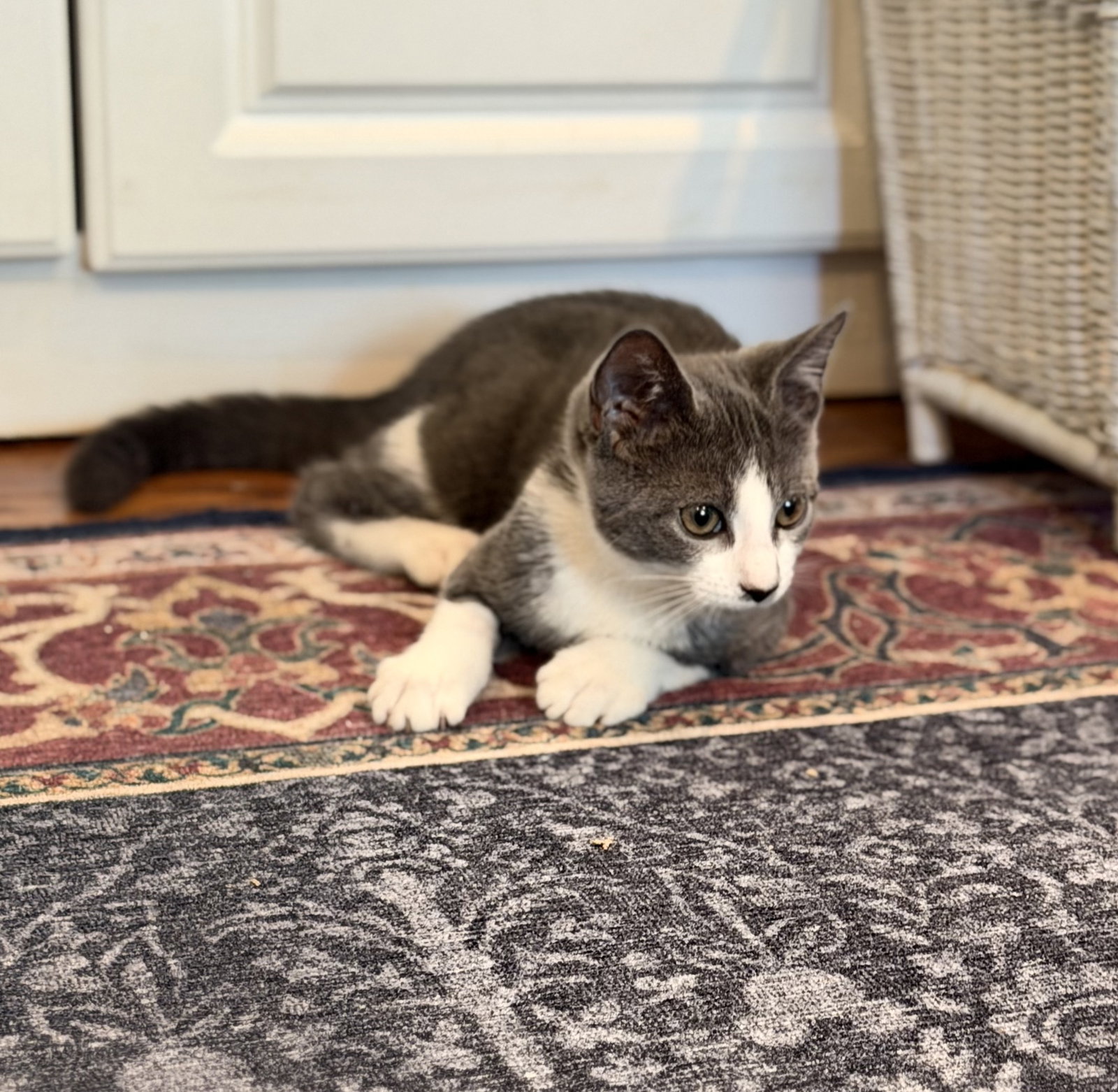 Pisco - KITTEN in foster, cat