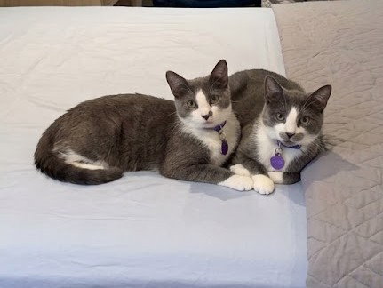 Pisco & Martini - kitten siblings in foster, a cat for adoption from King Street Cats