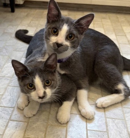 Photo 2 of Pisco & Martini - kitten siblings in foster
