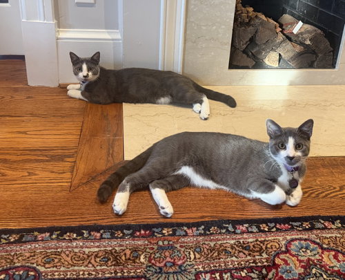 Photo 3 of Pisco & Martini - kitten siblings in foster