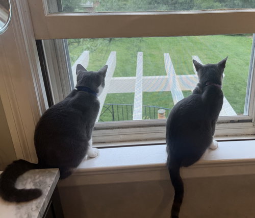 Photo 4 of Pisco & Martini - kitten siblings in foster