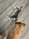 Capote - KITTEN in foster