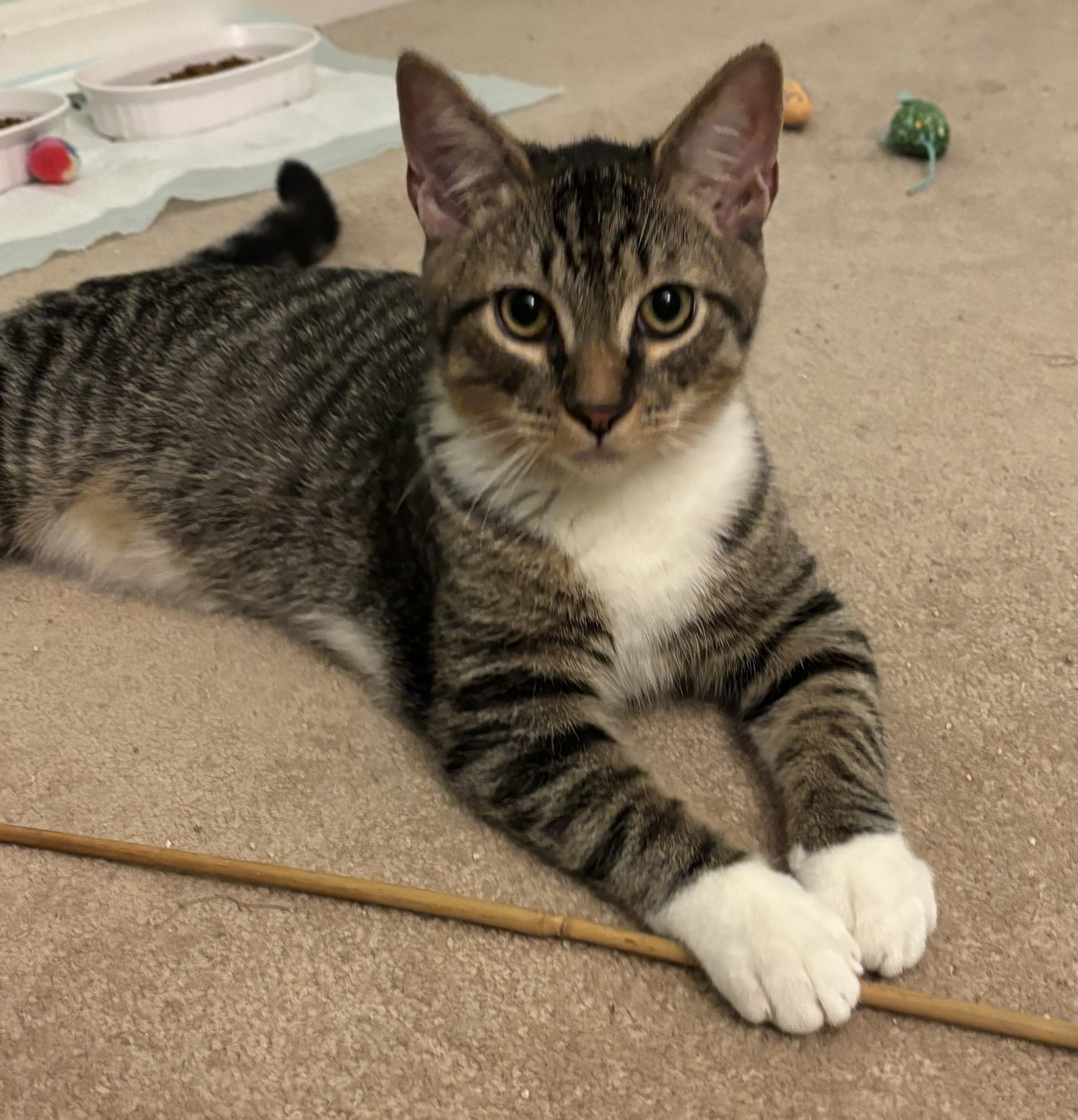 Capote - KITTEN in foster