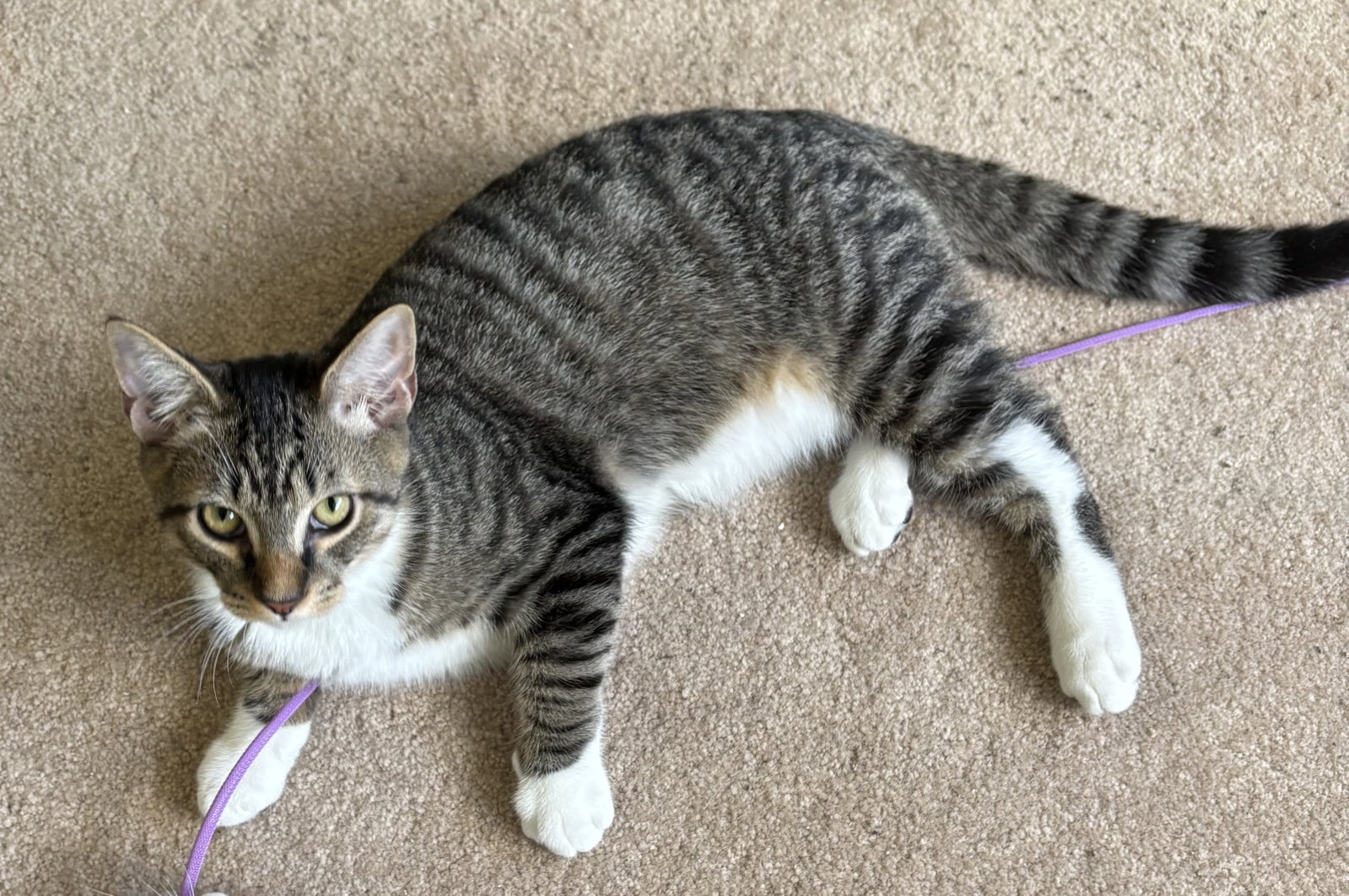 Capote - KITTEN in foster, photo 2