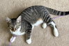 Capote - KITTEN in foster