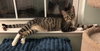 Capote - KITTEN in foster