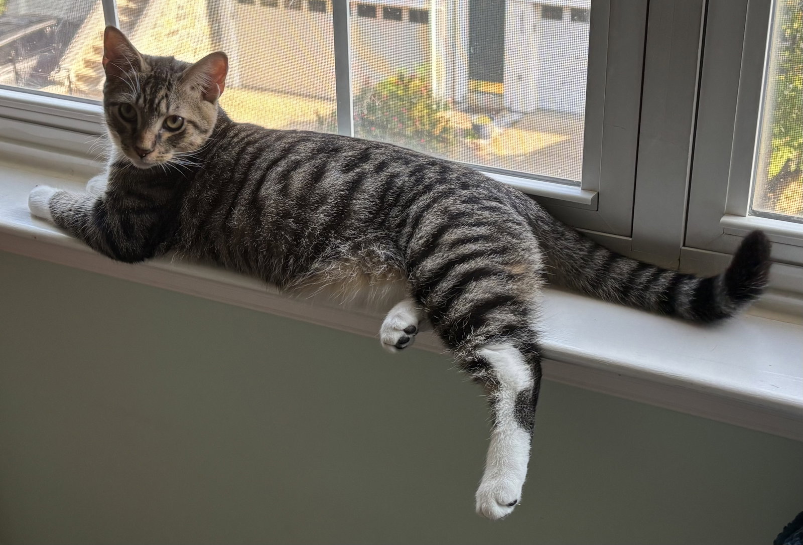 Capote - KITTEN in foster, photo 4