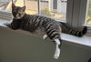Capote - KITTEN in foster