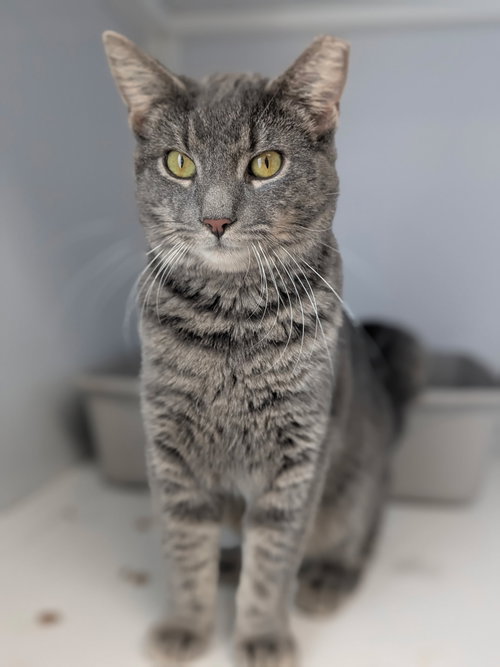 Sara (FIV+)