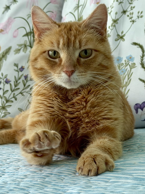 Goldberry (In Foster)