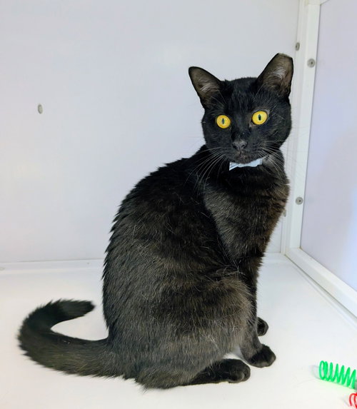 Garbo, an adoptable Domestic Short Hair in Alexandria, VA