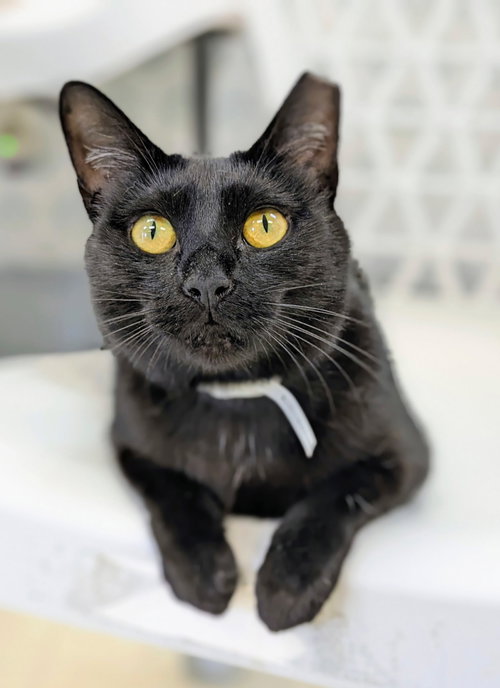 Greta, an adoptable Domestic Short Hair in Alexandria, VA