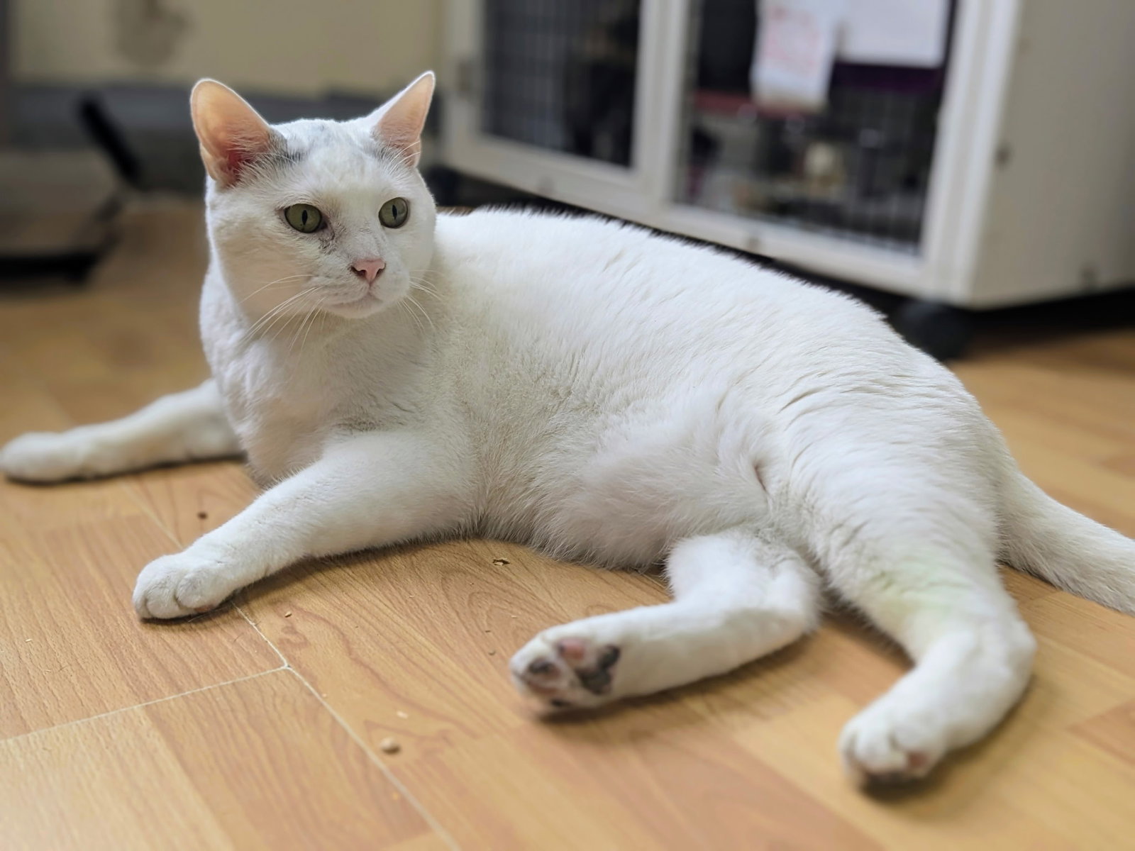 Yoda (Senior), cat