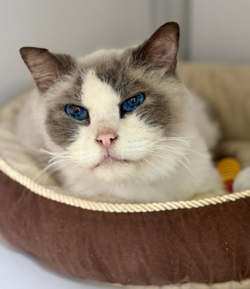 Wingnut (SENIOR), an adoptable Ragdoll in Alexandria, VA