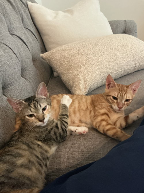 Touka & Crush - kitten siblings from St Thomas, an adoptable Domestic Short Hair in Alexandria, VA