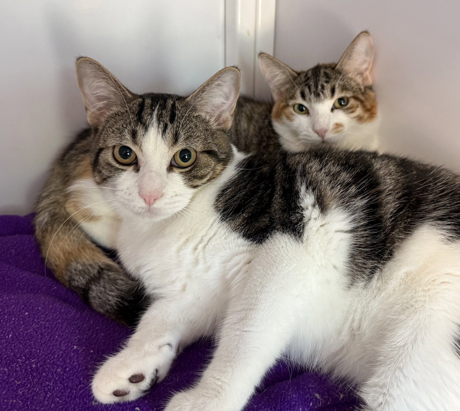Alysa & Ilya, cat