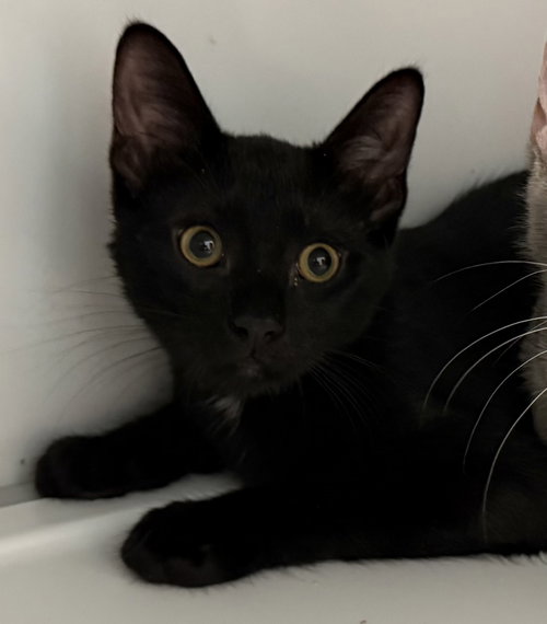 Cobalt (kitten)