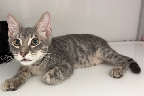 Zinc (kitten)