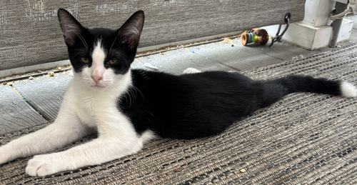 Coco - KITTEN in foster