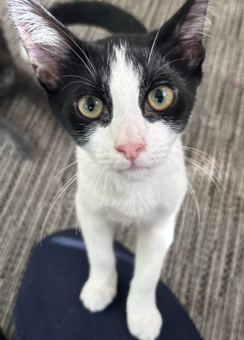 Photo 2 of Coco - KITTEN in foster