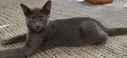 Chip - KITTEN in foster