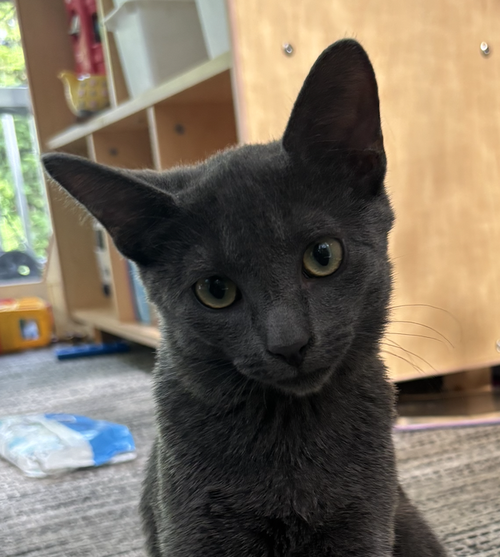 Photo 2 of Chip - KITTEN in foster