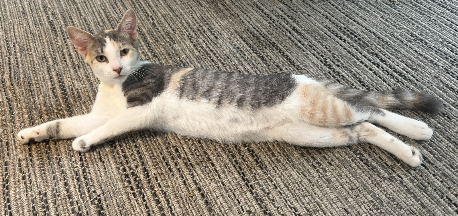 Cinder - KITTEN in foster, cat