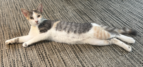 Cinder - KITTEN in foster