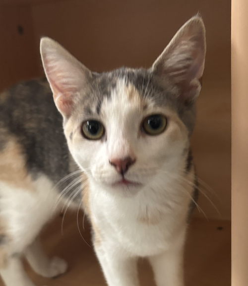 Photo 2 of Cinder - KITTEN in foster