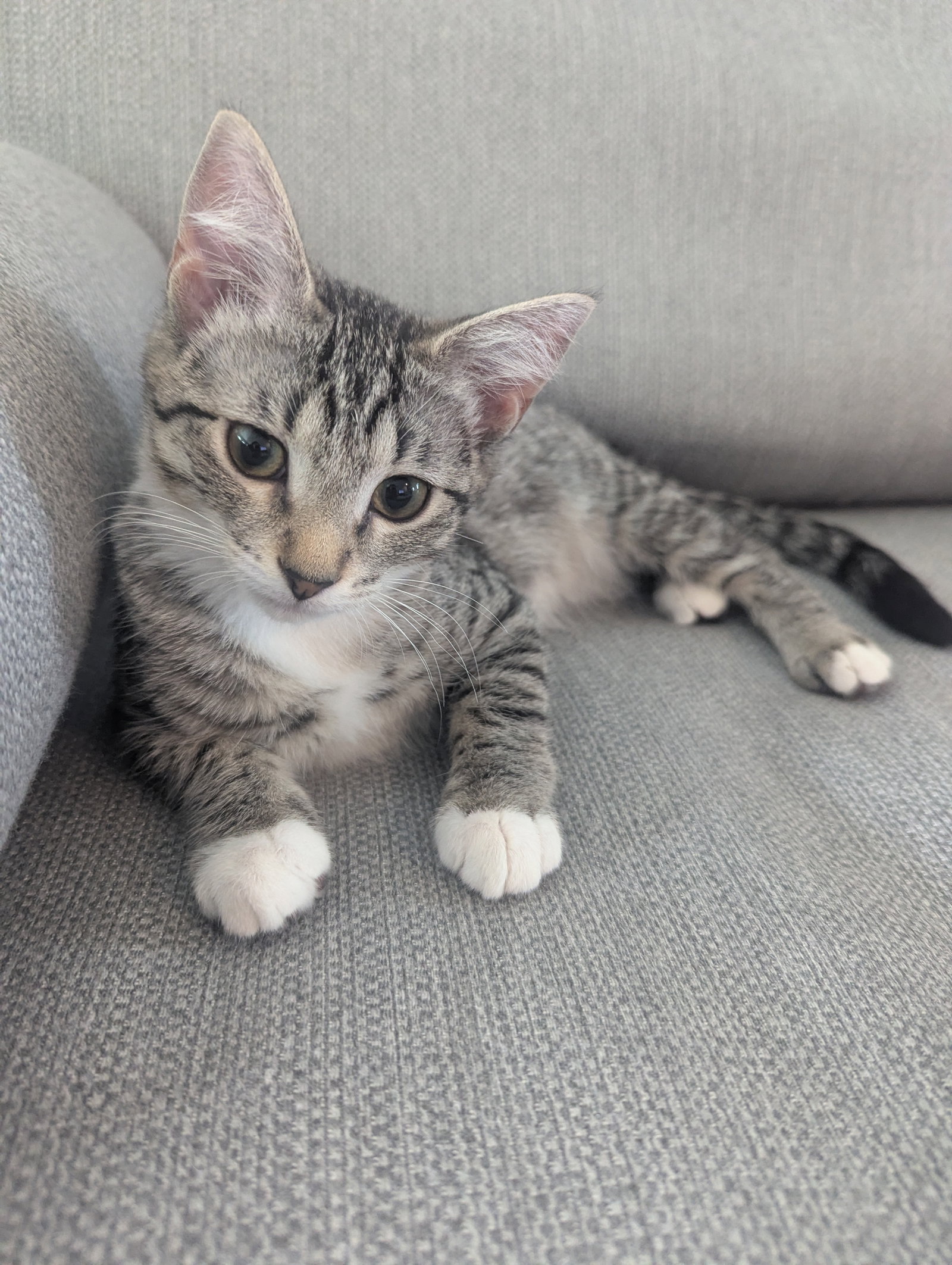 Kahlo - KITTEN in foster, cat