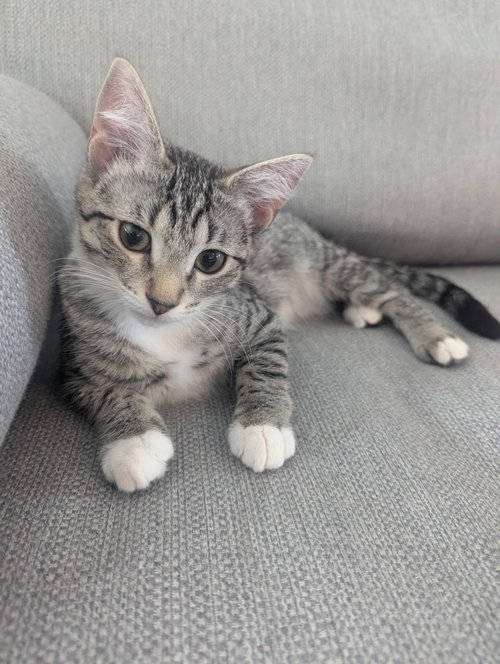 Kahlo - KITTEN, a cat for adoption from King Street Cats