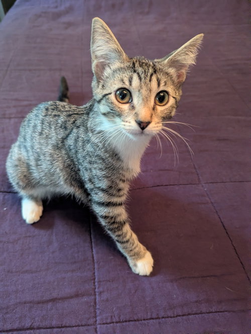 Photo 2 of Kahlo - KITTEN