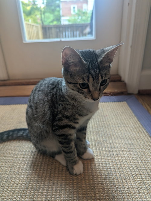 Photo 3 of Kahlo - KITTEN