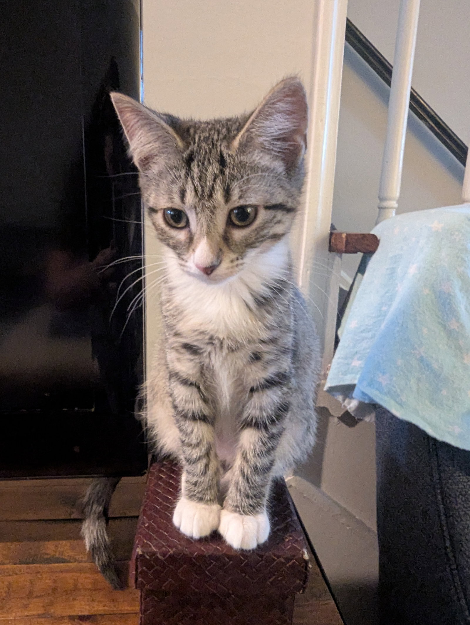 O’Keefe - KITTEN IN FOSTER, cat