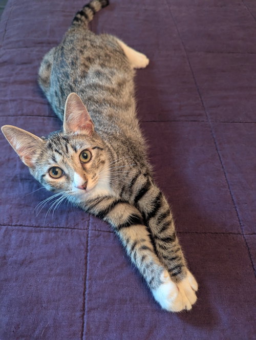 Photo 2 of O’Keefe - KITTEN