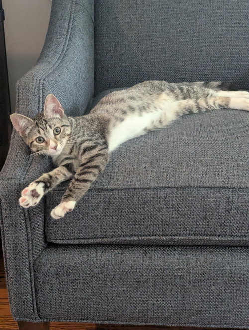 Photo 3 of O’Keefe - KITTEN