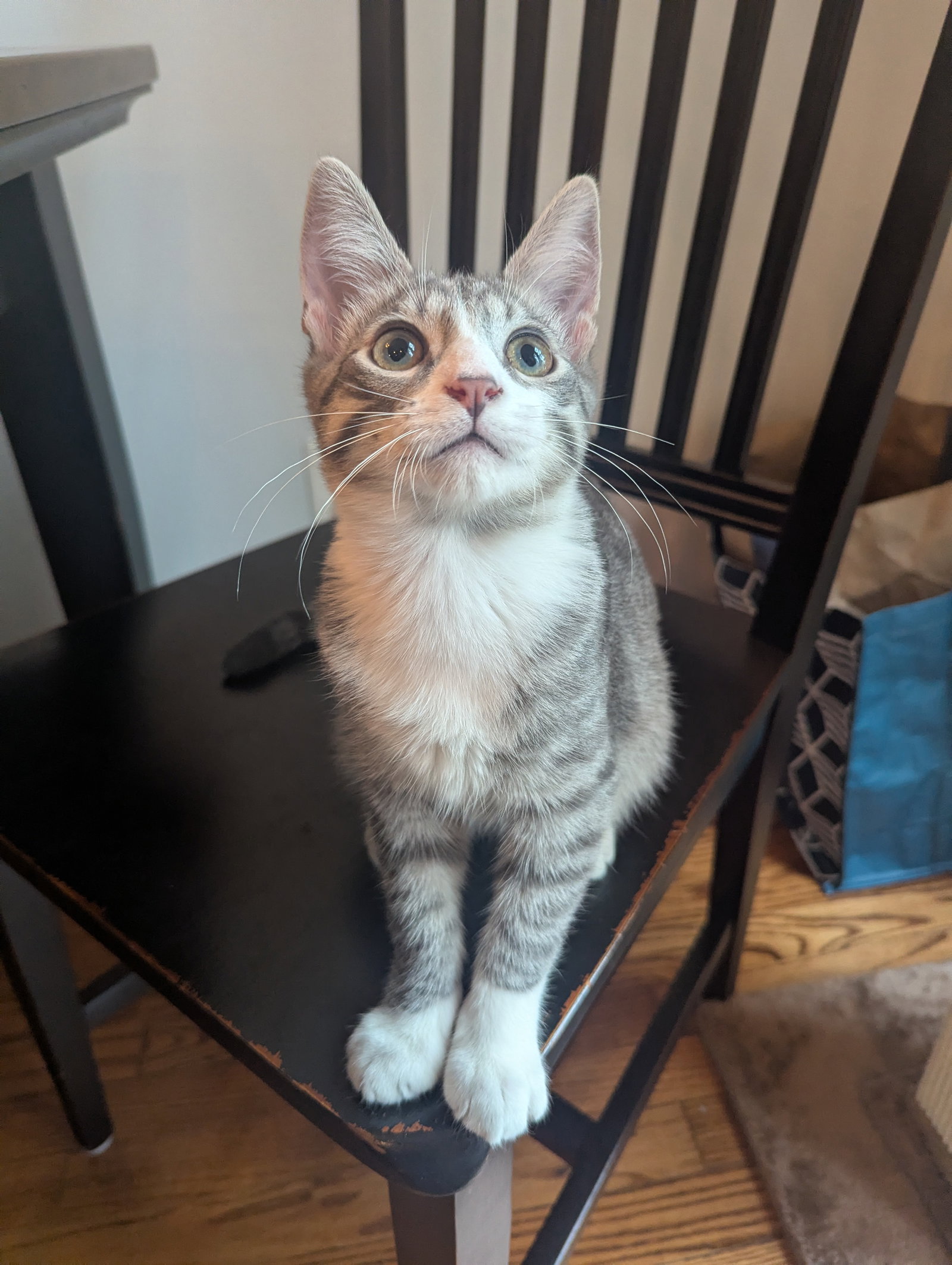 Picasso - KITTEN in foster, cat