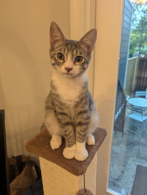 Photo 3 of Picasso - KITTEN