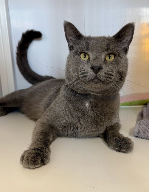 Johnny (FIV+)