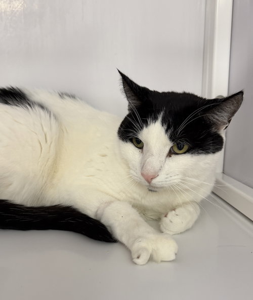Mikey, a cat for adoption from King Street Cats