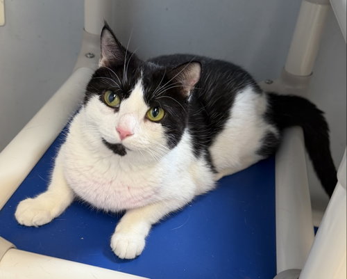 Paisley (CH), a cat for adoption from King Street Cats