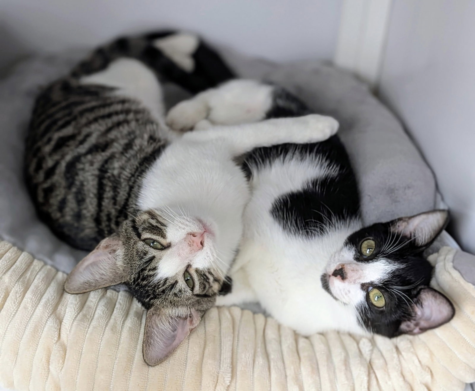 Scruffy and Tank (kittens) (Roatan), cat