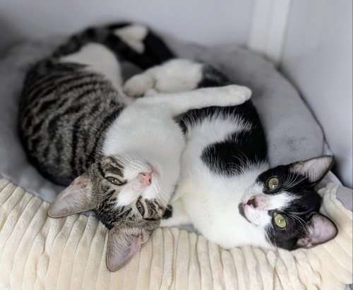 Scruffy and Tank (kittens) (Roatan), a cat for adoption from King Street Cats