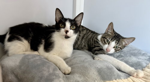 Photo 4 of Scruffy and Tank (kittens) (Roatan)