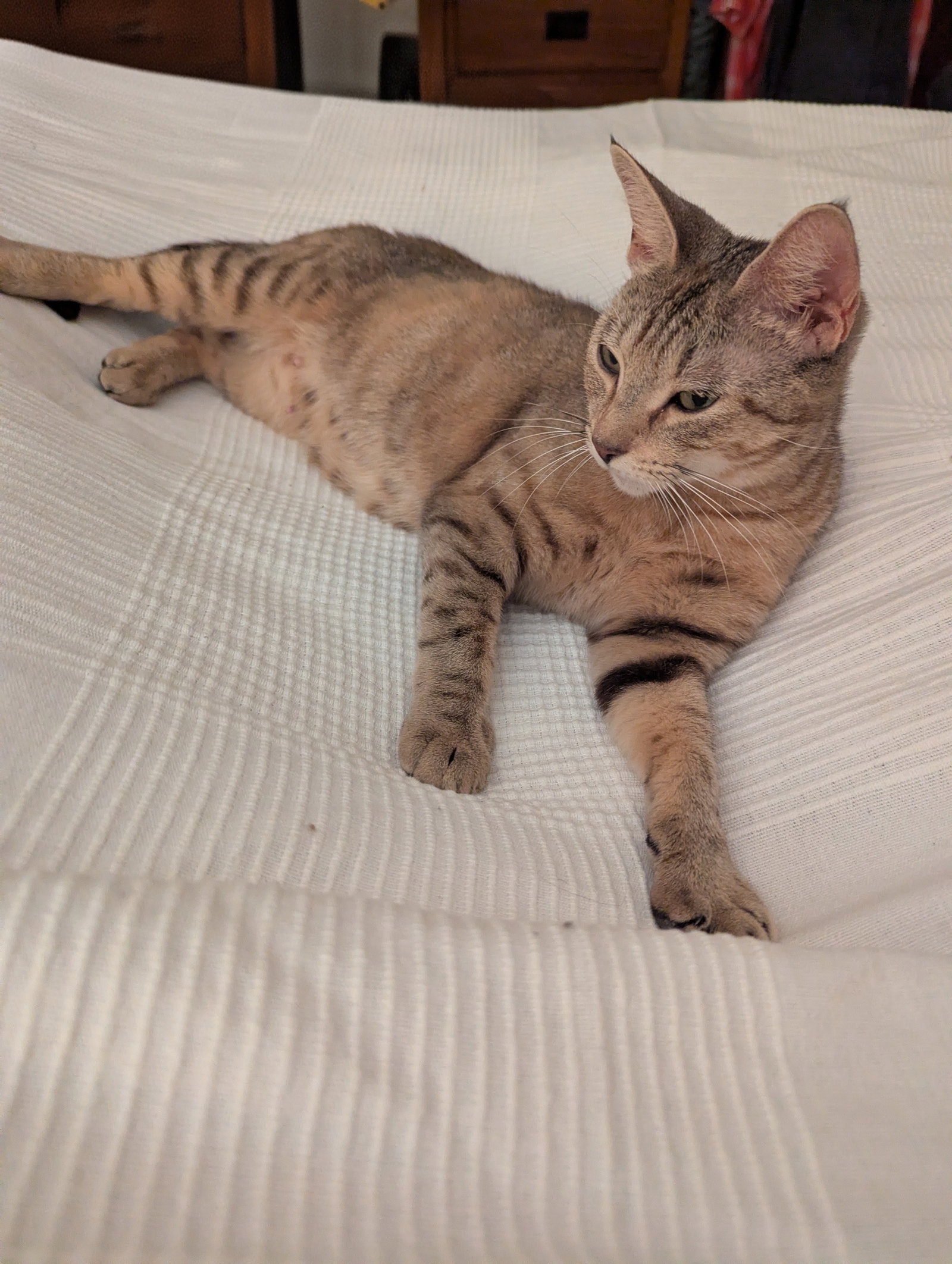 Queenie (in foster), cat