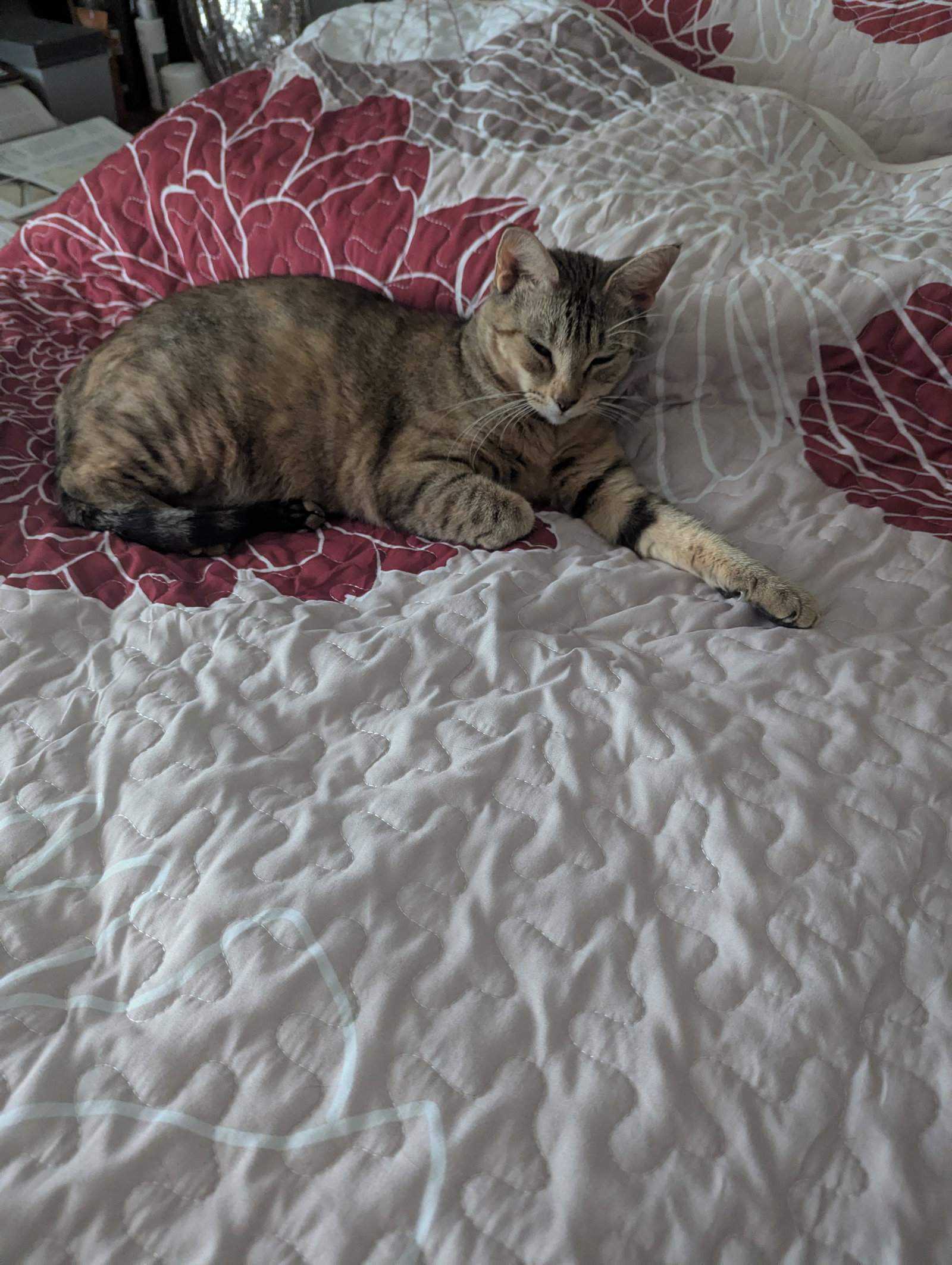 Queenie (in foster), photo 2